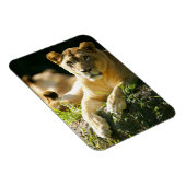 Lion Magneet (Rechterzijde)