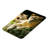 Lion Magneet (Linkerzijde)
