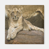 Lion Magneet (Voorkant)