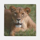 Lion Magneet (Voorkant)