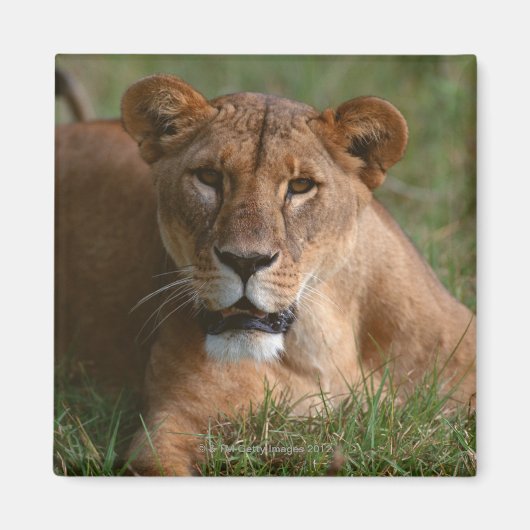 Lion Magneet (Voorkant)