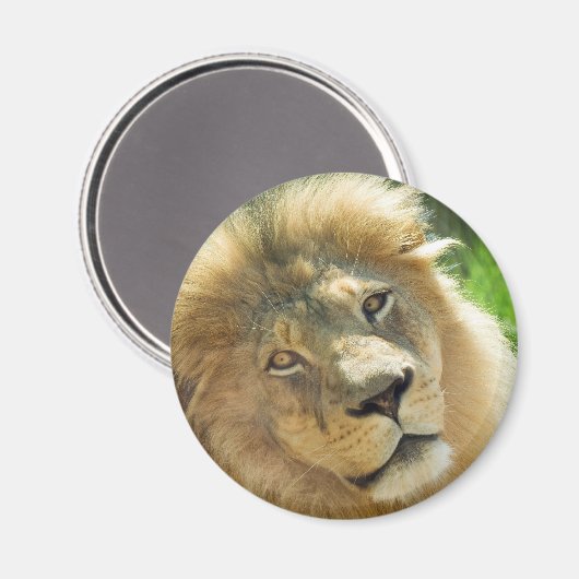 Lion magnet (Voorkant / Achterkant)