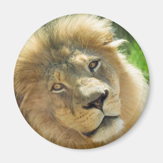 Lion magnet (Voorkant)