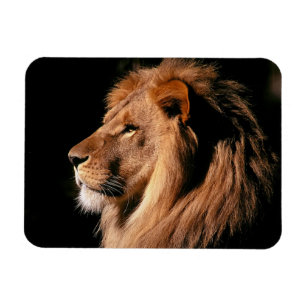 Lion Magnet Magneet