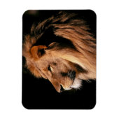 Lion Magnet Magneet (Verticaal)