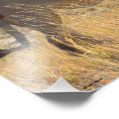 LION MALE FOTO AFDRUK (Hoek)