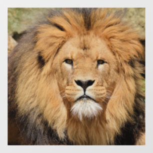 LION MALE GLASS WINDOW CLING RAAMSTICKER