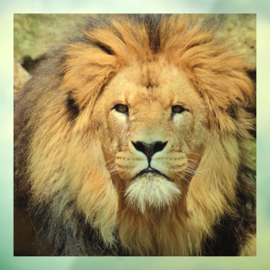 LION MALE GLASS WINDOW CLING RAAMSTICKER (Vel 3)