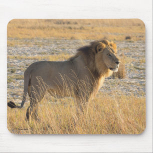 LION MALE MUISMAT
