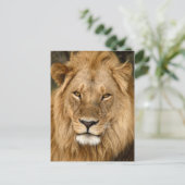 Lion met grote manie briefkaart (Staand voorkant)