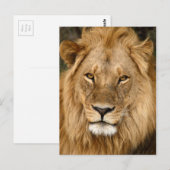 Lion met grote manie briefkaart (Voorkant / Achterkant)