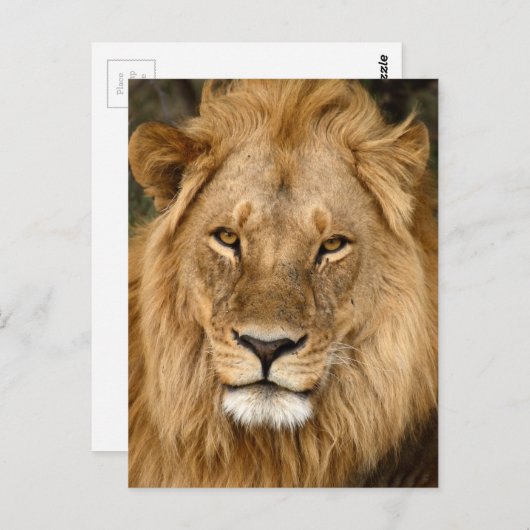 Lion met grote manie briefkaart (Voorkant / Achterkant)