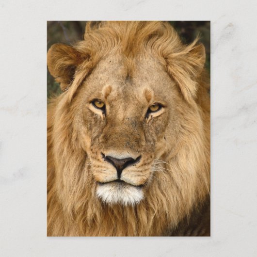Lion met grote manie briefkaart (Voorkant)