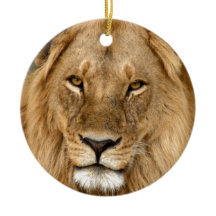 Lion met grote manie