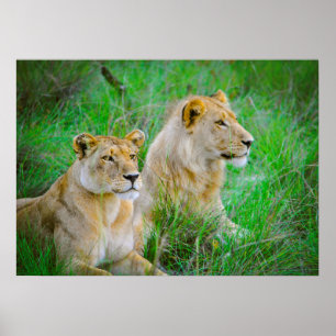Lion Moeder en Zoon in Grass in Botswana Poster