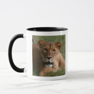 Lion Mok
