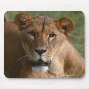 Lion Muismat