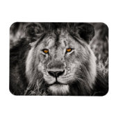 Lion of Judah - Rastafara - Reggae Rasta Magnet Magneet (Horizontaal)