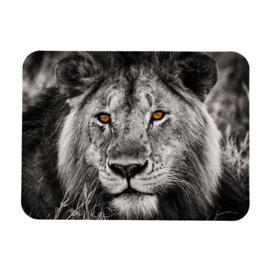 Lion of Judah - Rastafara - Reggae Rasta Magnet Magneet (Horizontaal)