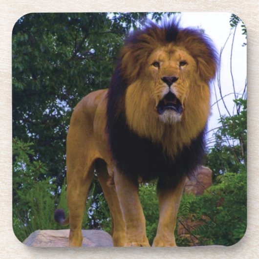 Lion on a Rock Bier Onderzetter (Voorkant)