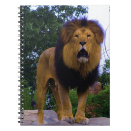 Lion on a Rock Notitieboek