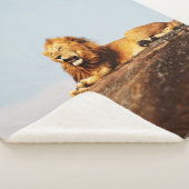 LION ON GROUND DURING DAYTIME SHERPA DEKEN (3/4)