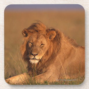 Lion Onderzetter