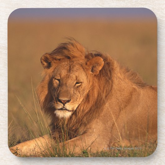 Lion Onderzetter (Voorkant)