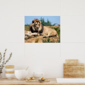 Lion op de grond poster (Keuken)