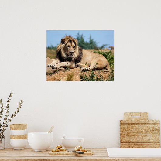 Lion op de grond poster (Keuken)