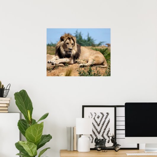 Lion op de grond poster (Thuiskantoor)