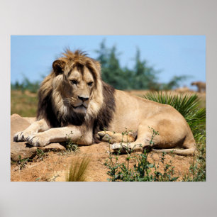 Lion op de grond poster