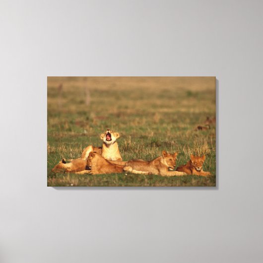 Lion op een savanne canvas afdruk (Voorkant)