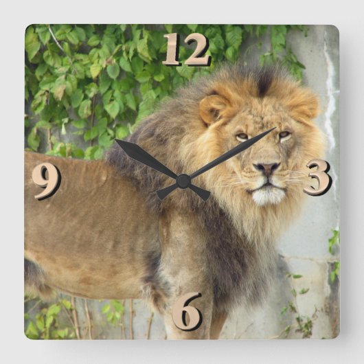 Lion op Maasai Mara 2 Vierkante Klok (Voorkant)