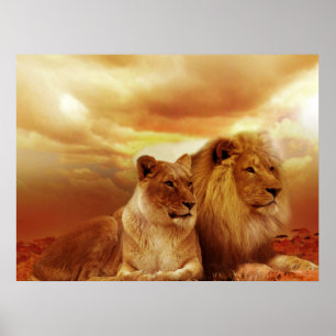 Lion Pair-Posters Poster