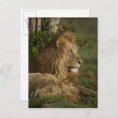 Lion, Panthera leo, Neder-Mara, Masai Mara GR, Briefkaart (Voorkant / Achterkant)