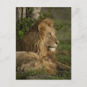 Lion, Panthera leo, Neder-Mara, Masai Mara GR, Briefkaart (Voorkant)