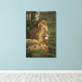 Lion, Panthera leo, Neder-Mara, Masai Mara GR, Canvas Afdruk (Insitu (Houten vloer))