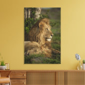 Lion, Panthera leo, Neder-Mara, Masai Mara GR, Canvas Afdruk (Insitu (Woonkamer))