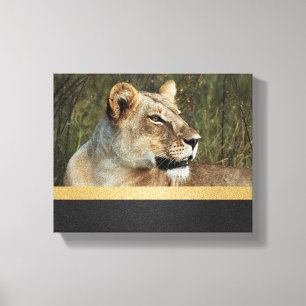 Lion panthera leo Okavango Delta Botswana Canvas Afdruk