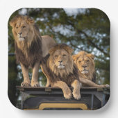 Lion Papieren Bordje (Voorkant)