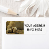 LION PAWS ETIKET (Insitu)