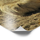 Lion Paws Foto Afdruk (Hoek)