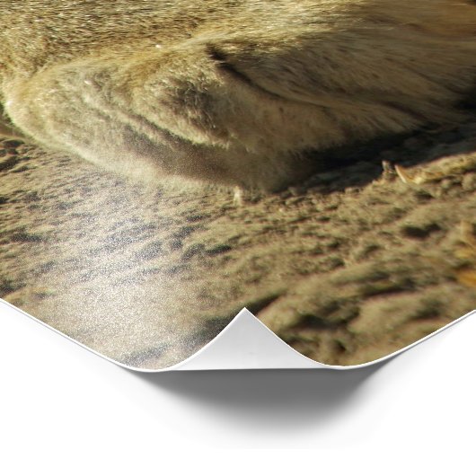 Lion Paws Foto Afdruk (Hoek)