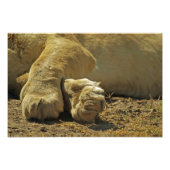 Lion Paws Foto Afdruk (Voorkant)