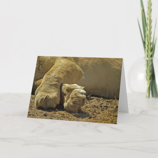 Lion Paws Kaart (Voorkant)