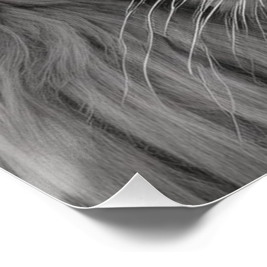 Lion Perfect Poster (Hoek)