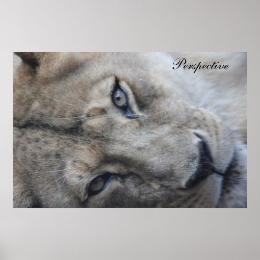 Lion Perspective Poster (Voorkant)