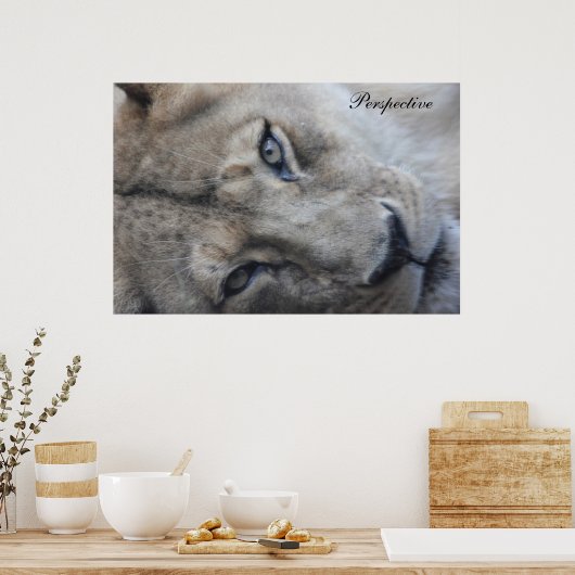 Lion Perspective Poster (Keuken)
