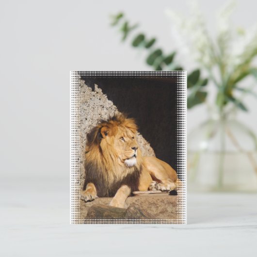 Lion Photo Briefkaart (Staand voorkant)
